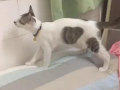 萌宠视频,治愈系视频集锦