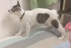萌宠视频,治愈系视频集锦
