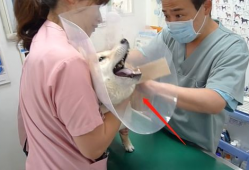 医院打针视频,揭秘医院打针瞬间