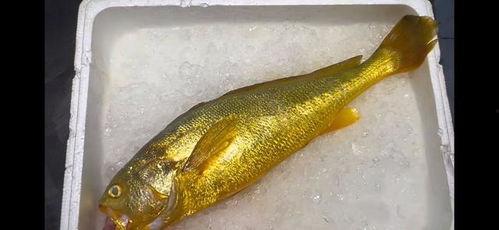 黄鱼视频,探寻海洋美食的魅力之旅