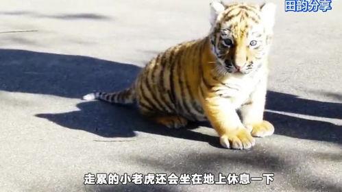 小老虎视频,小老虎的欢乐冒险之旅